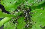 Aphids on protected crops