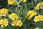 Artemisa