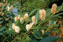 Evergreen Prunus