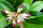 Sarcococca