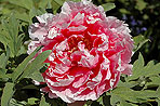 Tree Paeonia