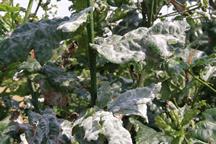 Pest & Disease Factsheet - Powdery mildew
