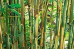 Bamboo