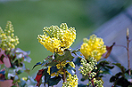 Mahonia