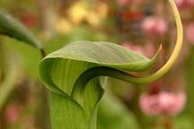 Arisaema