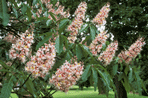 Aesculus