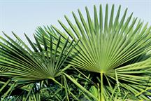 Hardy palms