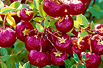 Gaultheria