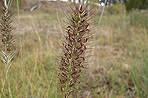 Pennisetum