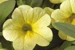 Calibrachoa