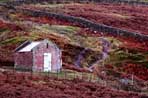 Calluna