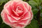 Camellia