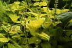Coleus