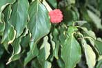 Cornus