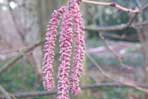 Corylus