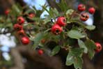 Crataegus