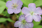 Geranium
