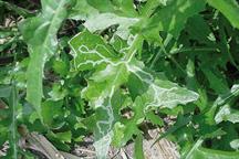 Pest & Disease Factsheet - Leaf miners