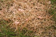 Pest & Disease Factsheet - Red thread