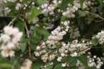 Deutzia