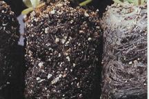 Black root rot - A wide range of species is susceptible to this disease
