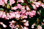 Escallonia