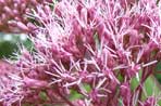 Eupatorium