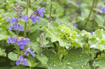 Alchemilla
