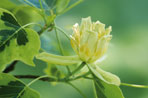 Liriodendron