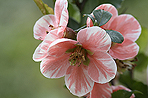 Chaenomeles