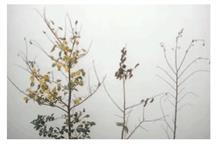 Pest & Disease Management - Dutch elm disease - Serious outbreaks can be expected every 20 years