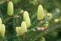 Abies