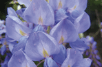 Wisteria