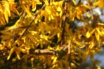 Forsythia