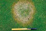 Fusarium patch/snow