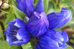 Gentiana