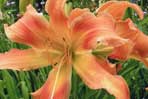 Hemerocallis