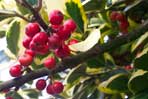 Ilex