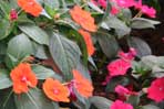 Impatiens