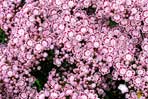 Kalmia