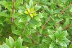 Myrtus