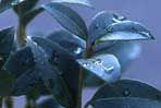 Osmanthus
