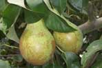 Edible pears