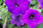 Petunia