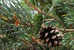 Pinus