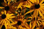 Rudbeckia