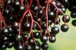 Sambucus