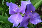 Tradescantia