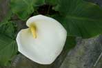 Zantedeschia