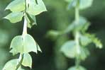 Acacia